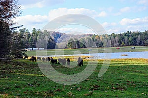 A herd of buffalo graze on a beautiful fall day with blue sky in a green field, visible to those while driving through Omega Park