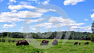 A herd of buffalo graze on a beautiful summer day with blue sky in a green field