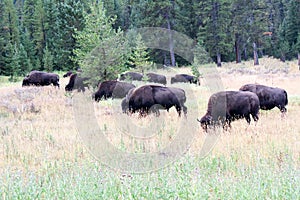 A herd of buffalo grazing