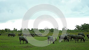 Herd of buffalo grazing in lush green meadow while the rain drizzled.