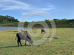 Herd of buffalo grazing in the meadow near the reservoir