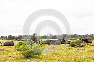 Herd Of Buffalo Lying Down In Kragga Kamma Game Reserve South Af