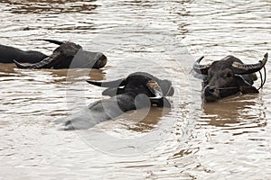 herd of buffalo playing water