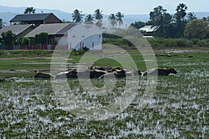 a herd of buffalo resting in the mud