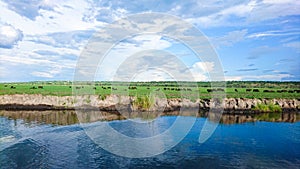 Herd of Buffalo on a River cruise on the Chobe river in Botswana