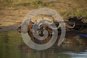 A herd of buffalo ruminating