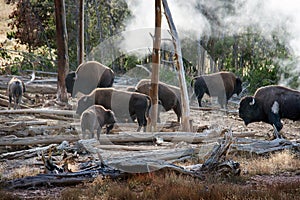 Herd of Buffalo in the steam in Yellowstone