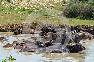 A herd of buffalo swimming in mud river