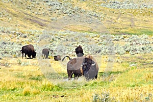 Herd of Buffalo in Yellowstone National Park.