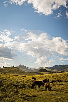 Herd of buffalo in Yellowstone National Park