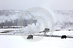 Herd buffalo in Yellowstone NP