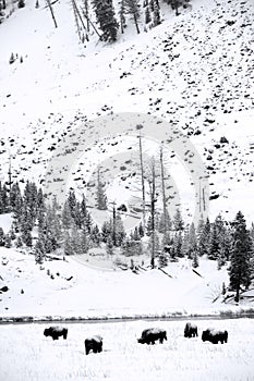 Herd buffalo in Yellowstone NP