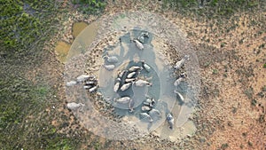 Herd of buffaloes bathe in mud field