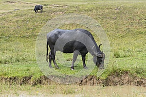 A herd of buffaloes