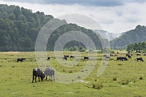 A herd of buffaloes