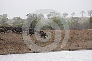 A herd of buffaloes going to watering.