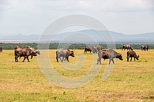 A herd of buffaloes grazing in the wild at Ol Pejeta Conservancy in Nanyuki, Kenya