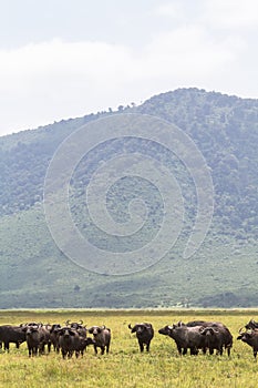 A herd of buffaloes inside a volcano NgoroNgoro. Tanzania, Africa