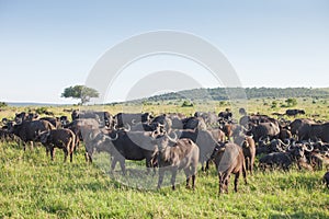 Herd of buffaloes.