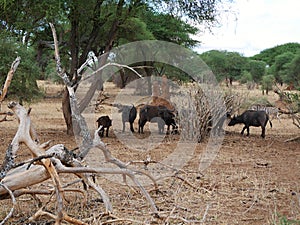 A herd of buffaloes on safari in Tarangiri-Ngorongor