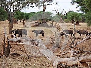 A herd of buffaloes on safari in Tarangiri-Ngorongor