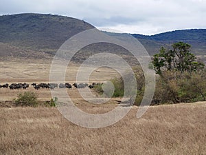 A herd of buffaloes on safari in Tarangiri-Ngorongor