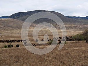 A herd of buffaloes on safari in Tarangiri-Ngorongor