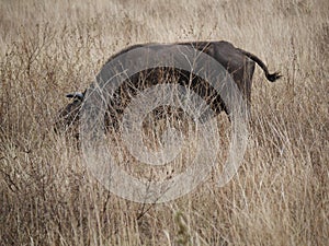 A herd of buffaloes on safari in Tarangiri-Ngorongor