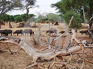 A herd of buffaloes on safari in Tarangiri-Ngorongor