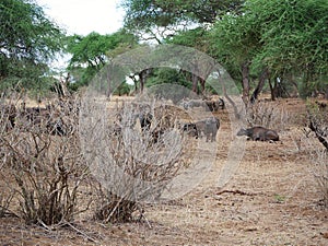 A herd of buffaloes on safari in Tarangiri-Ngorongor