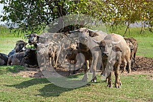 Herd of buffaloes are standing