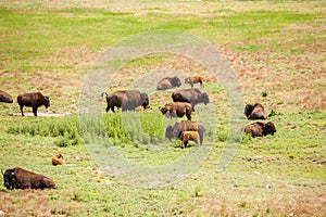 Herd of buffaloes with their little once