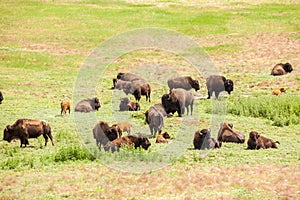 Herd of buffaloes with their little once