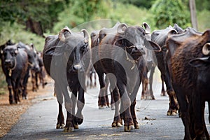 Herd of buffaloes is walking in the street in India