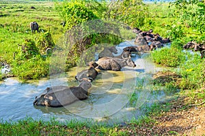 Herd of buffaloes in water