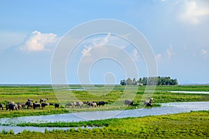 Herd of buffaloes in wetland