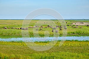 Herd of buffaloes in wetland