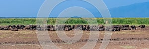 A herd of buffalos in the Serengeti