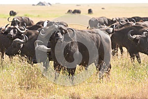 Herd of buffalos