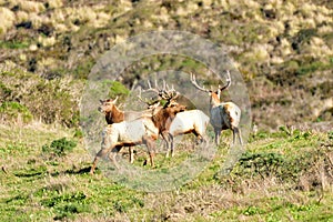 A herd of bull Elks