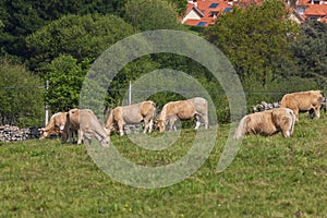 Herd of bulls and cows grazed on green meadow.