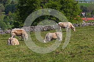 Herd of bulls and cows grazed on green meadow. Cantabria