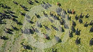 Herd of bulls running across field