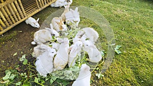 Herd of bunnies eating vegetables on the meadow