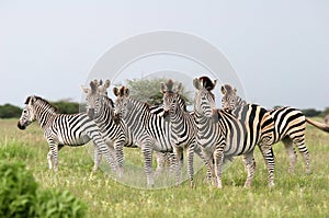 Herd Burchell's zebras