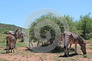 Herd of BurchellÂ´s zebras in African landscape with hills and red soil