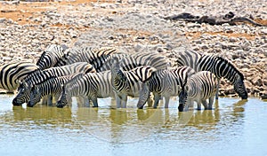 Herd of Burchell Zebra standing in a waterhole drinking