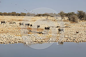 Herd of Burchell zebras in Etosha wildpark