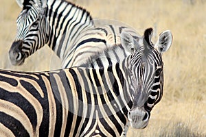 Herd of Burchells zebras in Etosha wildpark