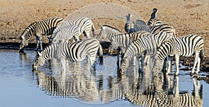 Herd of Bushnell Zebras in Etosha National Park, Namibia photo